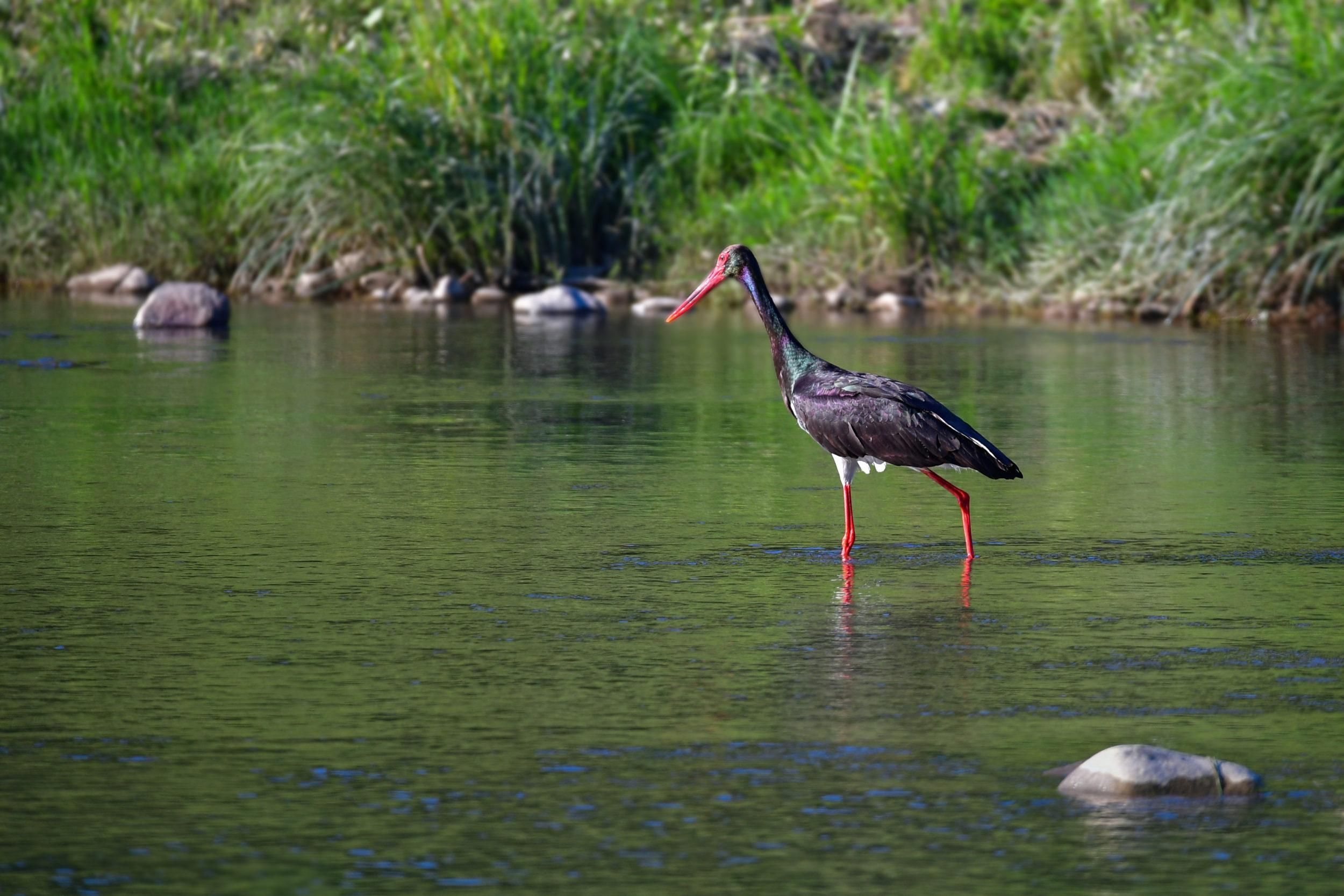 В Україні встановлюють фотопастки у гніздах рідкісних чорних лелек: репортаж В Україні встановлюють фотопастки у гніздах рідкісних чорних лелек: репортаж