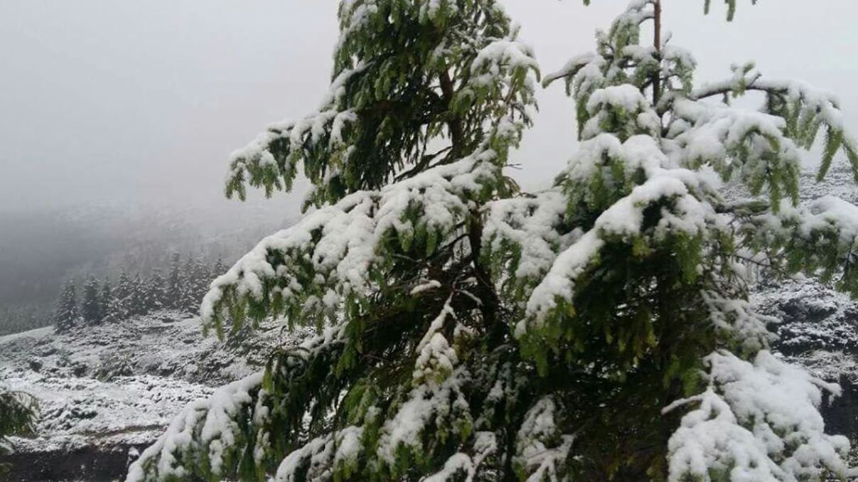 В Карпатах выпал снег: фото