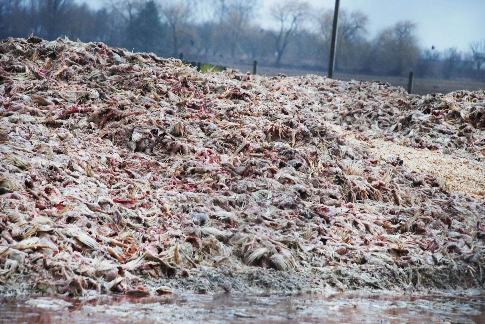 Гаврилівські курчата могильник Сігал справу закрили Гаврилівські курчата могильник Сігал справу закрили