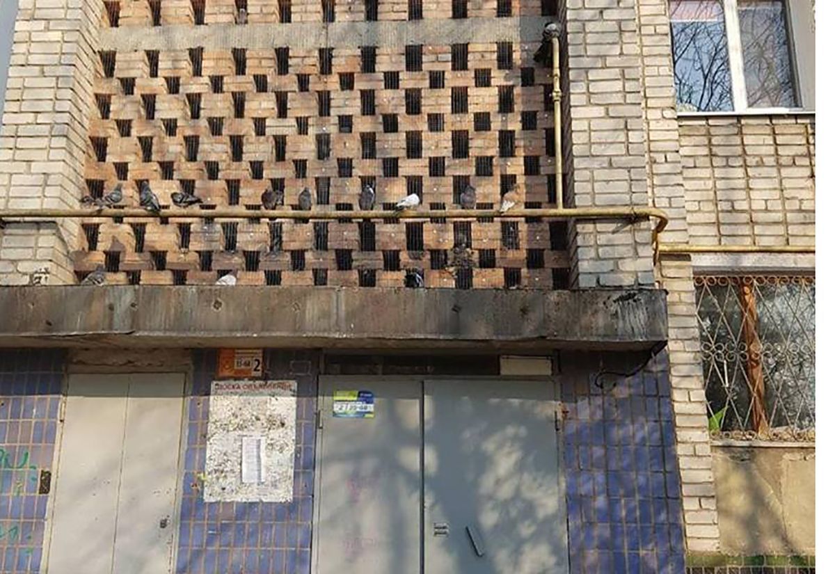 Сотні голубів замурували у стіну будинку на Запоріжжі: фото та відео Сотні голубів замурували у стіну будинку на Запоріжжі: фото та відео