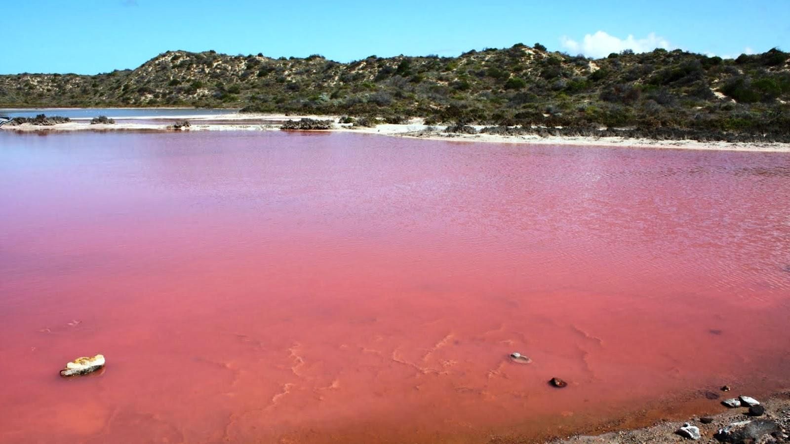 В Австралии появилось необычное розовое озеро, которое уже стало звездой Instagram: фото