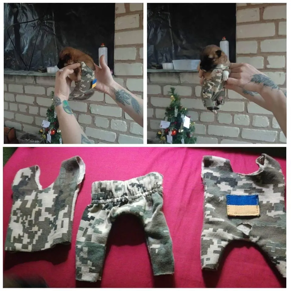 Спартанець - військовий пес Спартанець - військовий пес