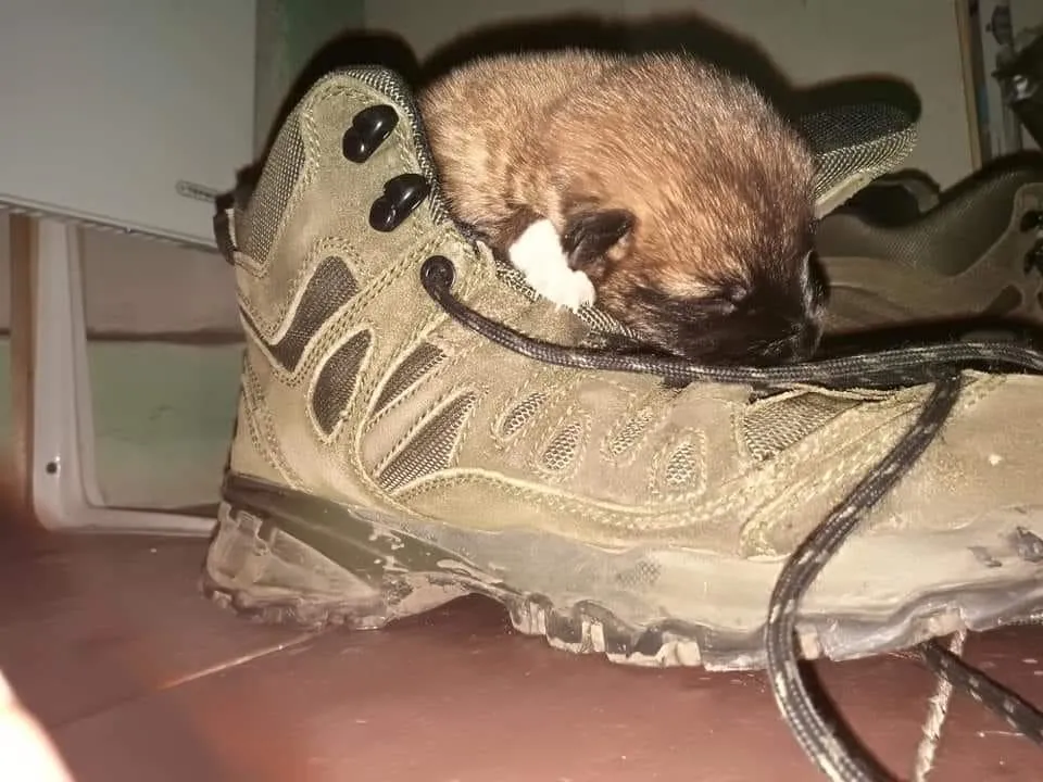 Спартанець Спартанець