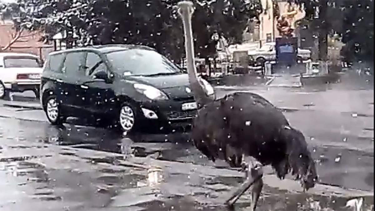На Хмельнитчине страус устроил коллапс на дороге: курьезное видео