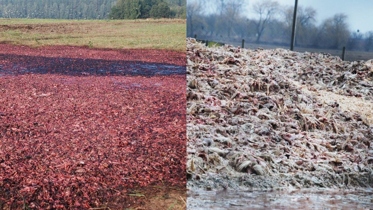 Сморід, криваві ґрунти і ріки: що залишили по собі "Гаврилівські курчата" і чому справу закрито - 30 березня 2019 - Телеканал новин 24 Сморід, криваві ґрунти і ріки: що залишили по собі "Гаврилівські курчата" і чому справу закрито - 30 березня 2019 - Телеканал новин 24