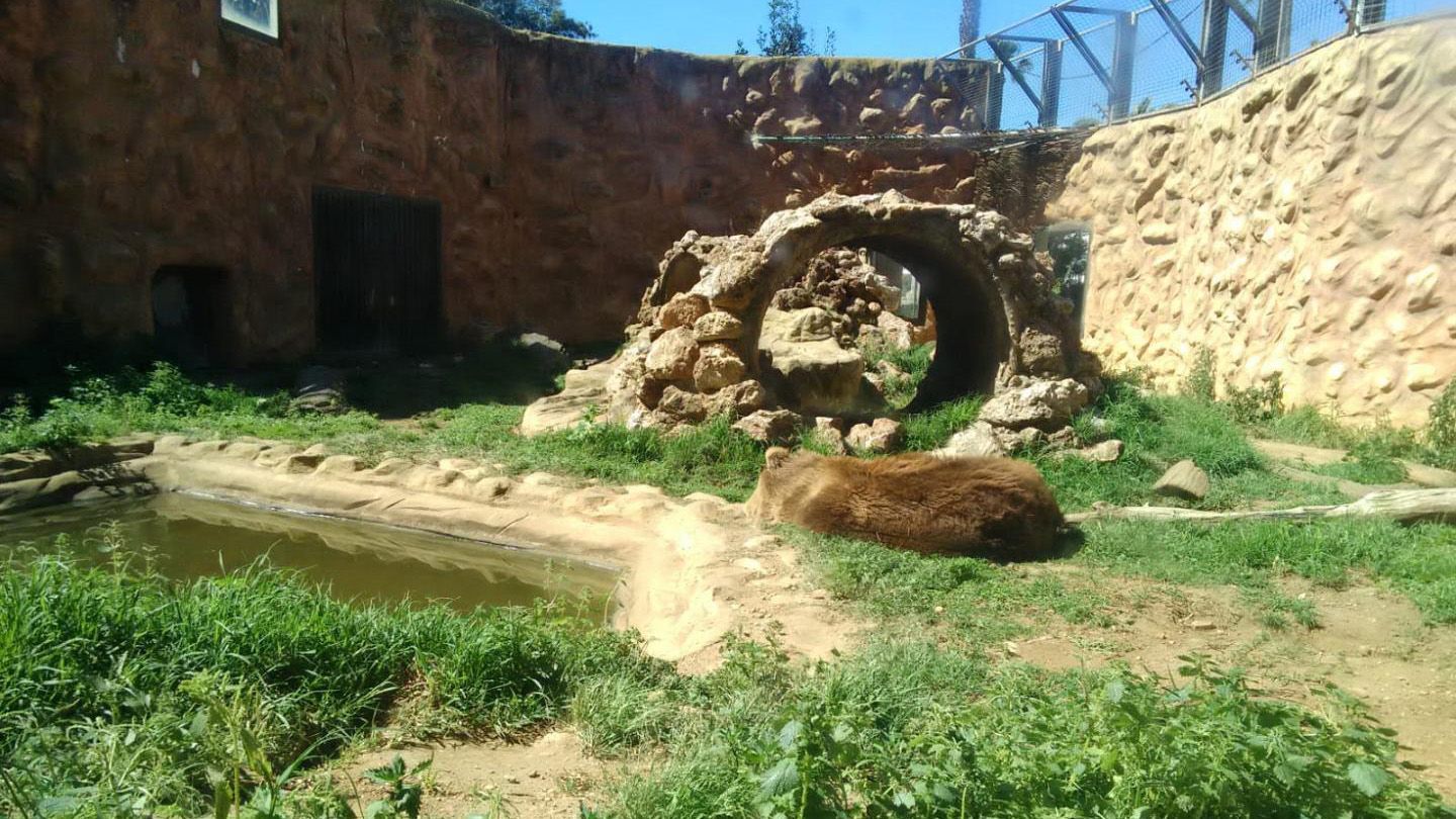 В Іспанії закрили зоопарк, а звірів залишили помирати у вольєрах: фото і відео В Іспанії закрили зоопарк, а звірів залишили помирати у вольєрах: фото і відео