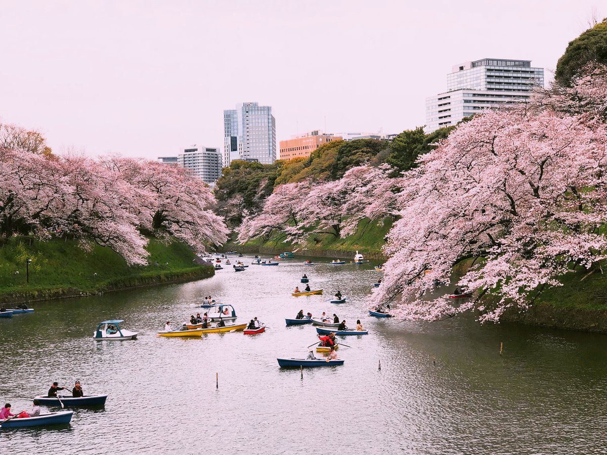 В Японии расцвели первые сакуры: удивительные фото