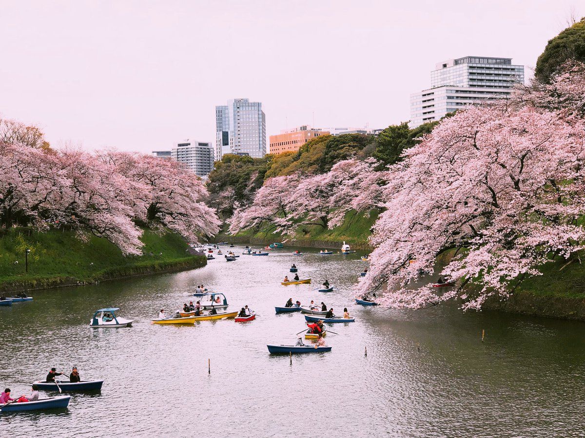 В Японии расцвели первые сакуры: удивительные фото В Японии расцвели первые сакуры: удивительные фото