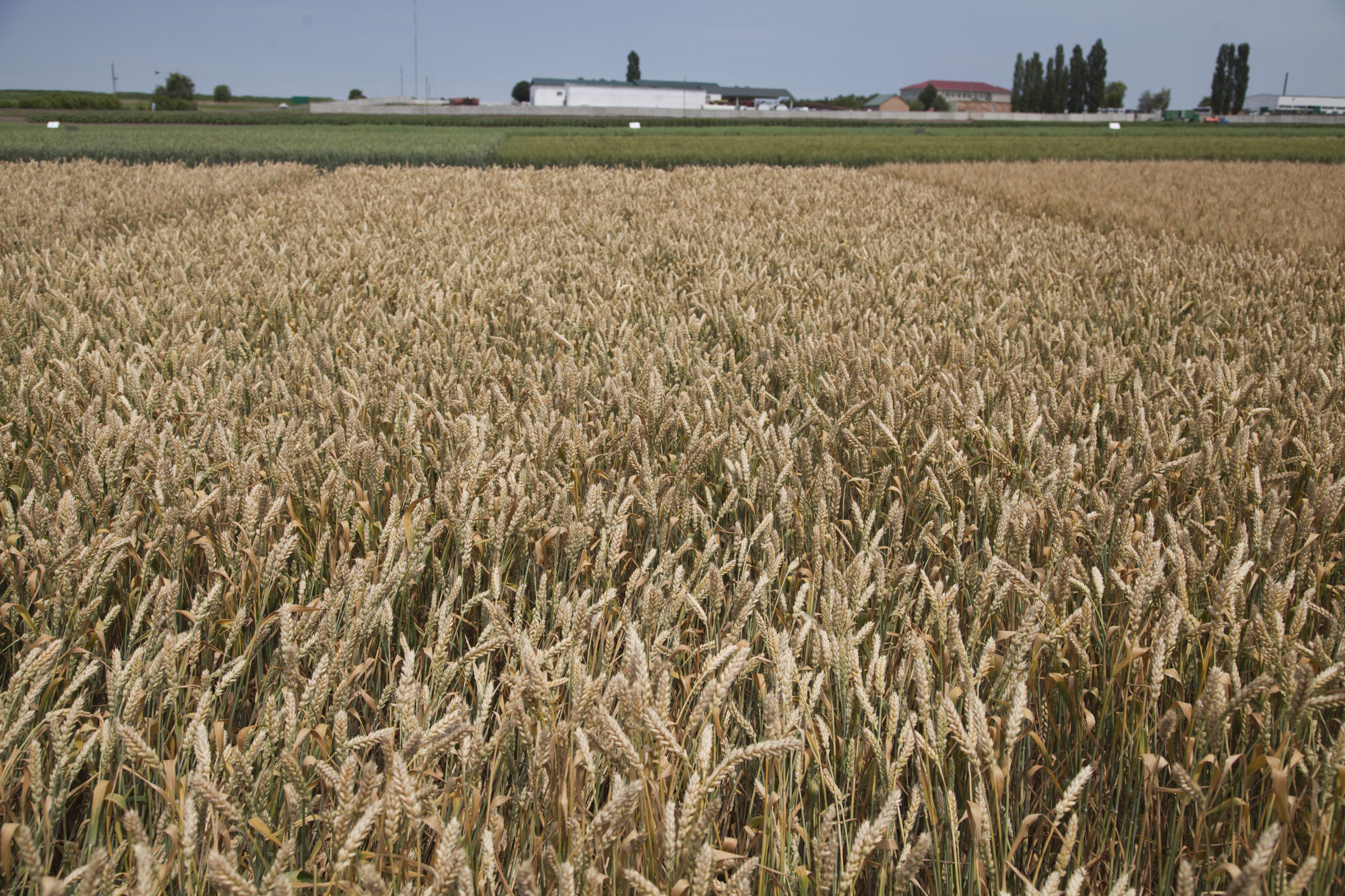 "Укрлендфарминг" Бахматюка орошает 4500 га земель в засушливых условиях юга Украины "Укрлендфарминг" Бахматюка орошает 4500 га земель в засушливых условиях юга Украины