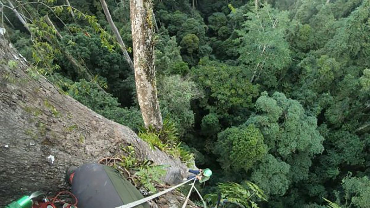 Самое высокое в мире тропическое дерево исследователи обнаружили на острове Борнео