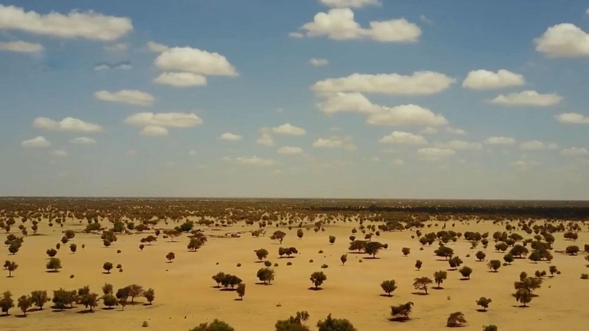 В Африке строится "зеленая стена" на границе с Сахарой