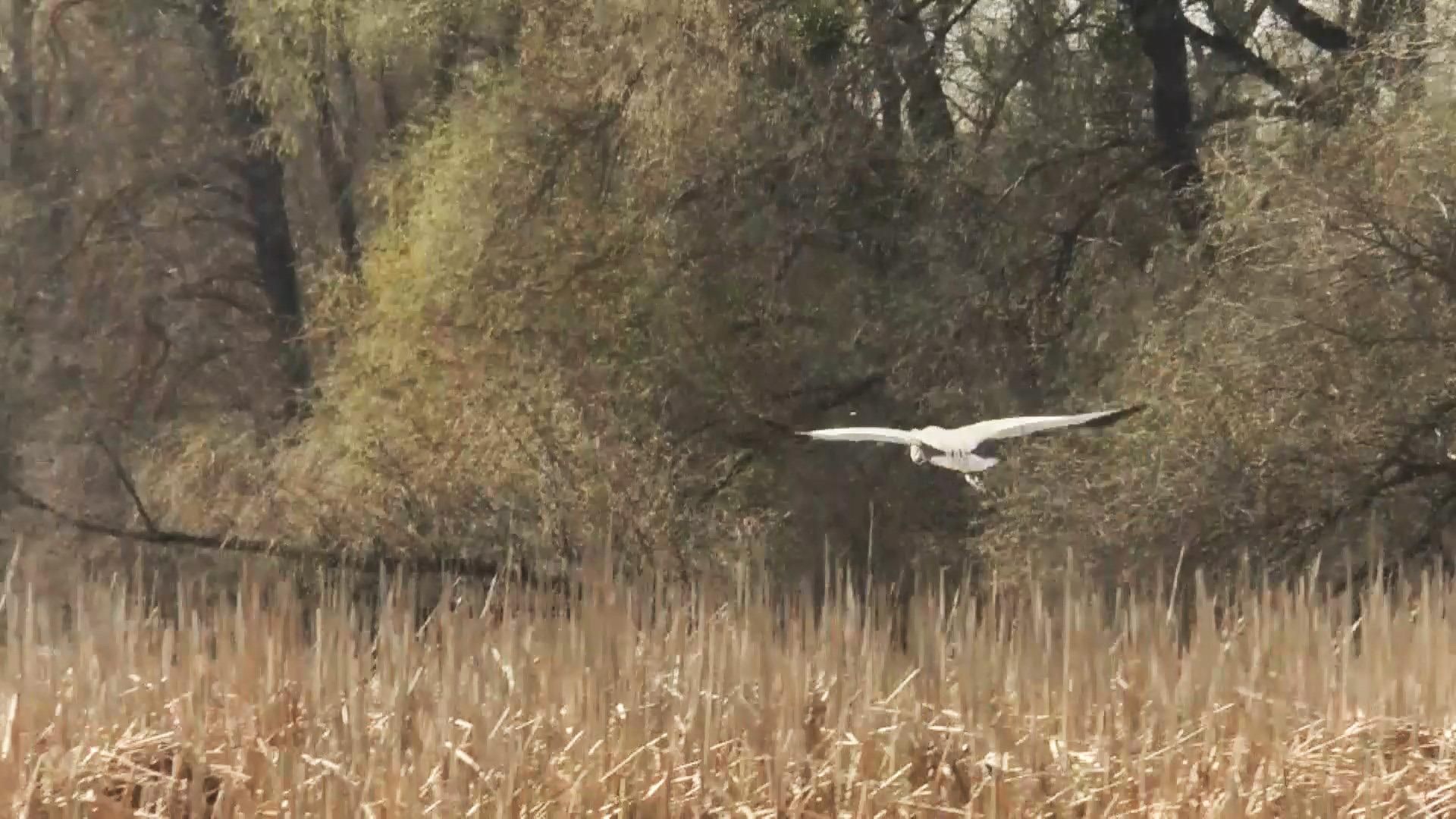 Заборони не діють: через браконьєрів на Черкащині зникають цілі види риб