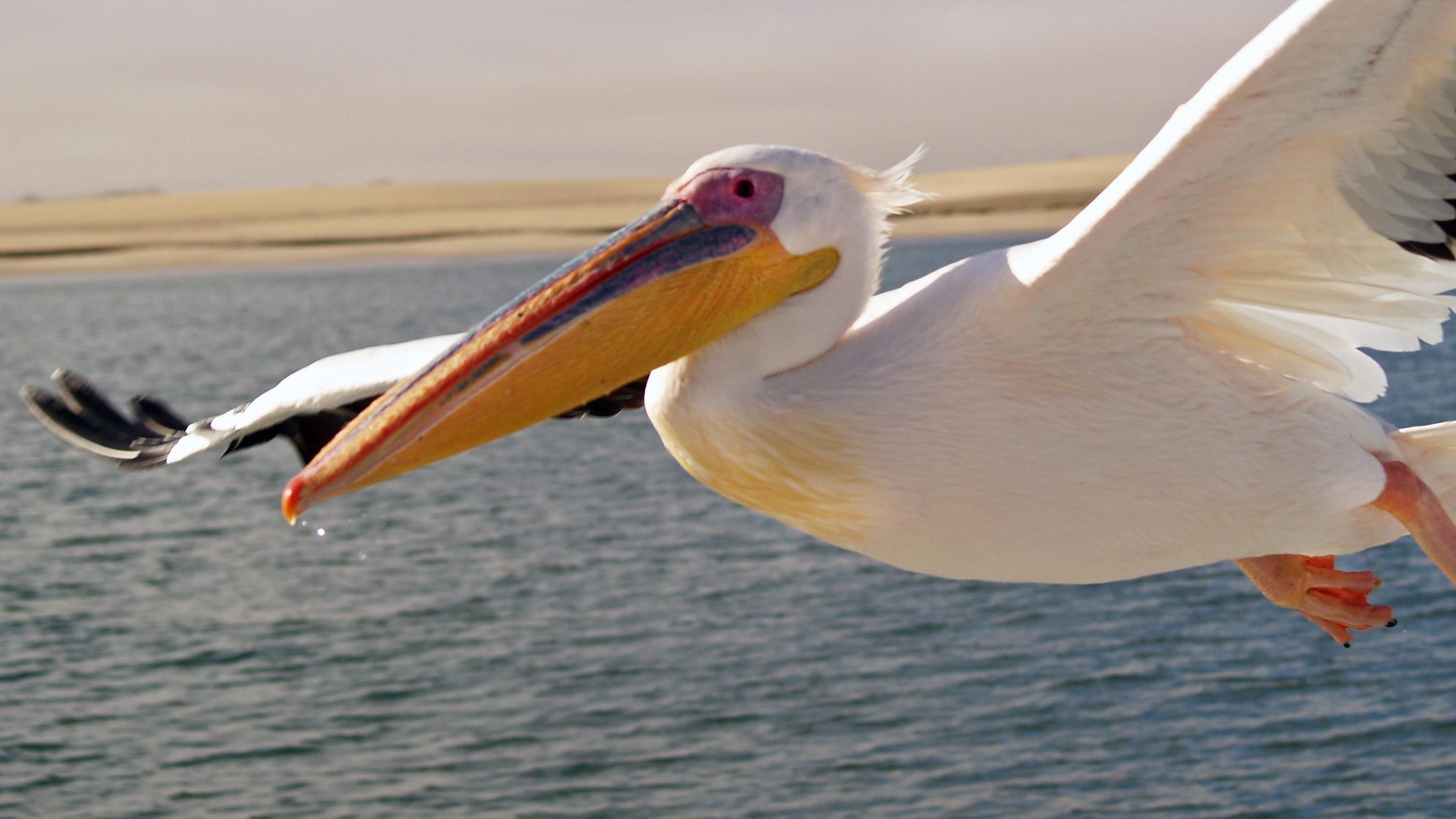 Вперше за 50 років у зоопарку Харкова народилося дитинча пелікана: фото Вперше за 50 років у зоопарку Харкова народилося дитинча пелікана: фото