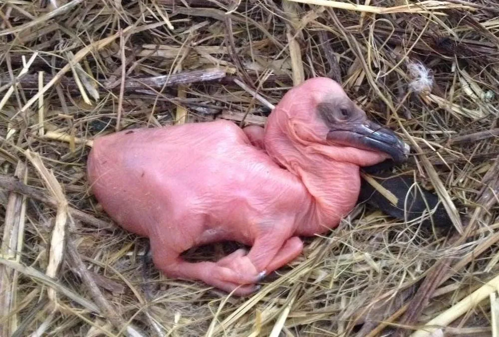 пелікан харків пелікан харків