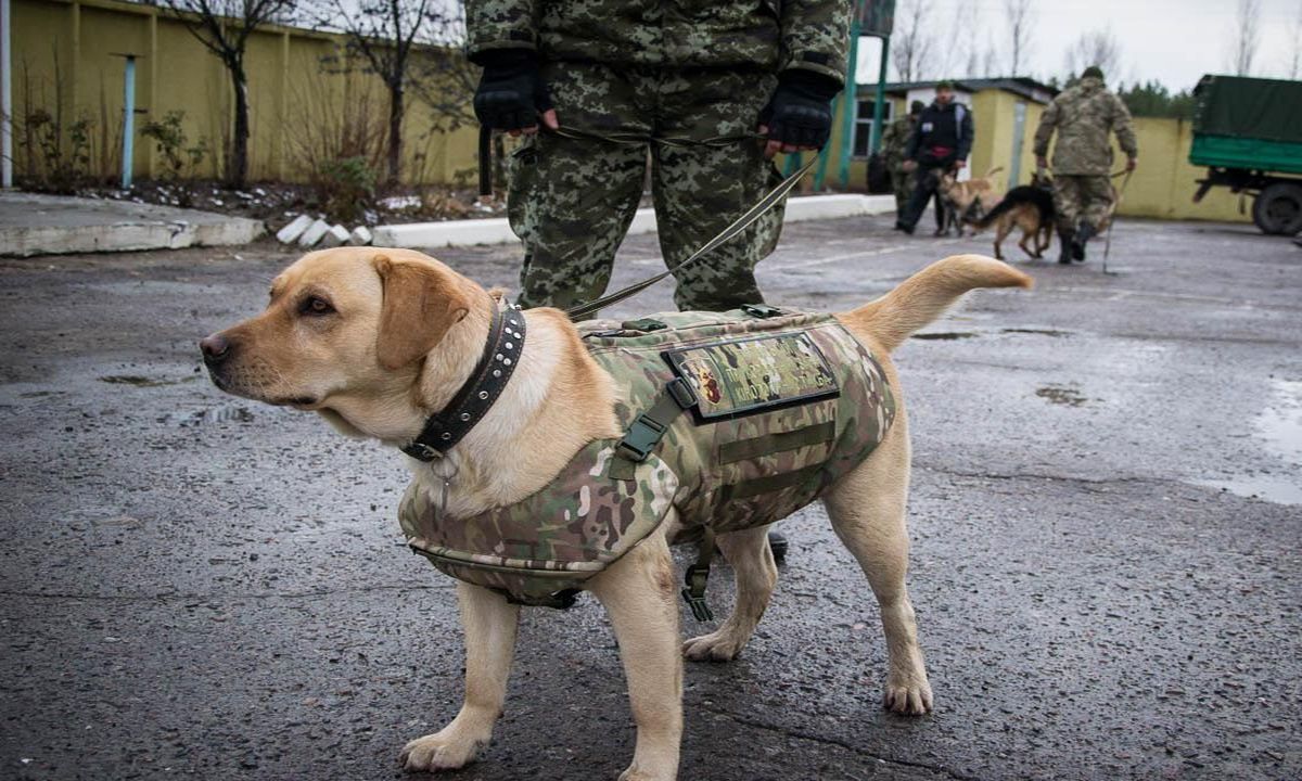 Как четвероногие друзья помогают украинским защитникам на войне