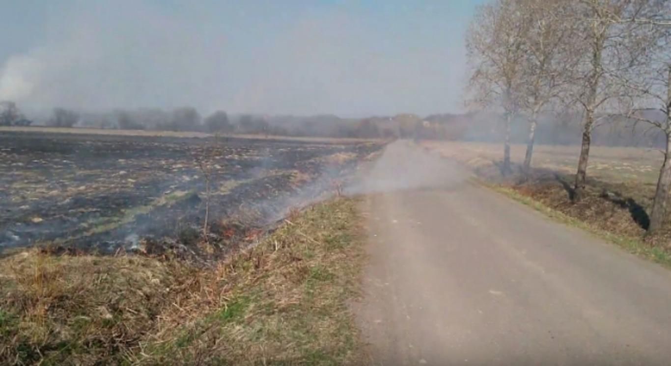 Долине нарциссов на Закарпатье грозит уничтожение: детали Долине нарциссов на Закарпатье грозит уничтожение: детали