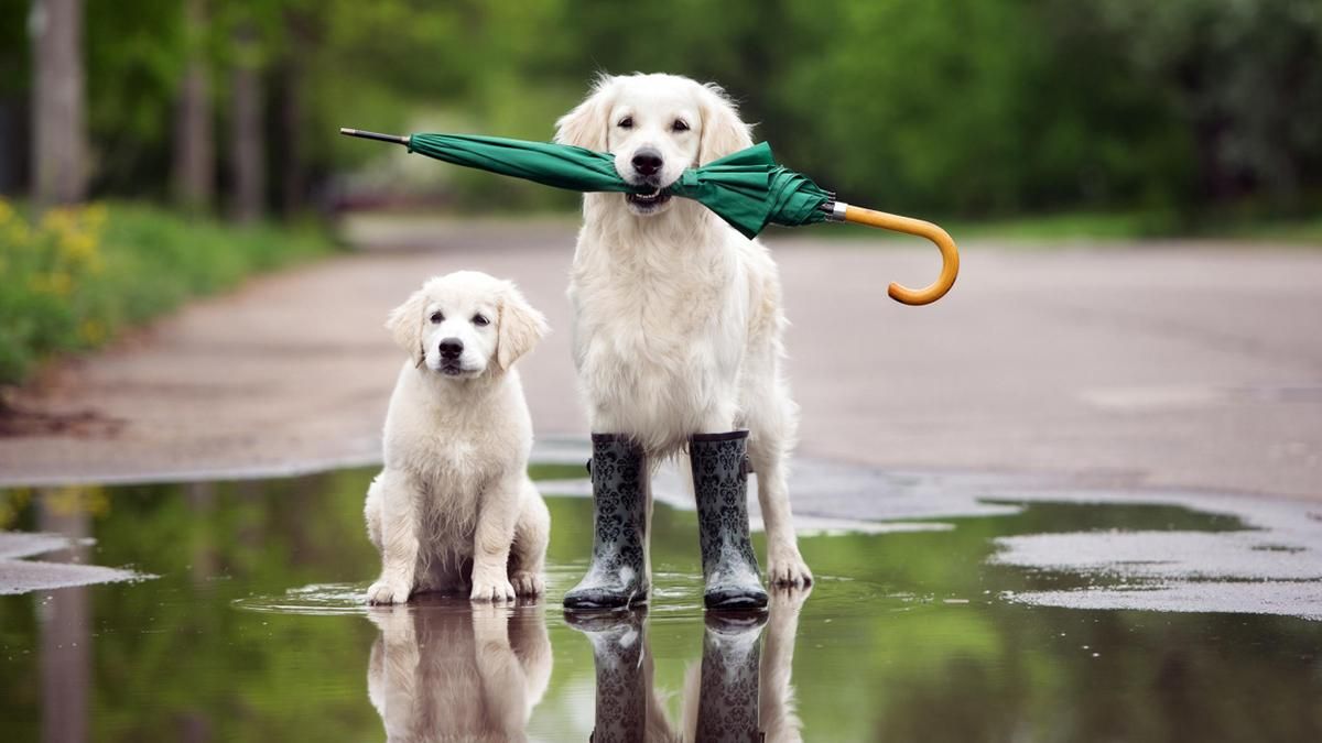 Погода 11 квітня 2019 Україна - яку погоду обіцяє синоптик Погода 11 квітня 2019 Україна - яку погоду обіцяє синоптик