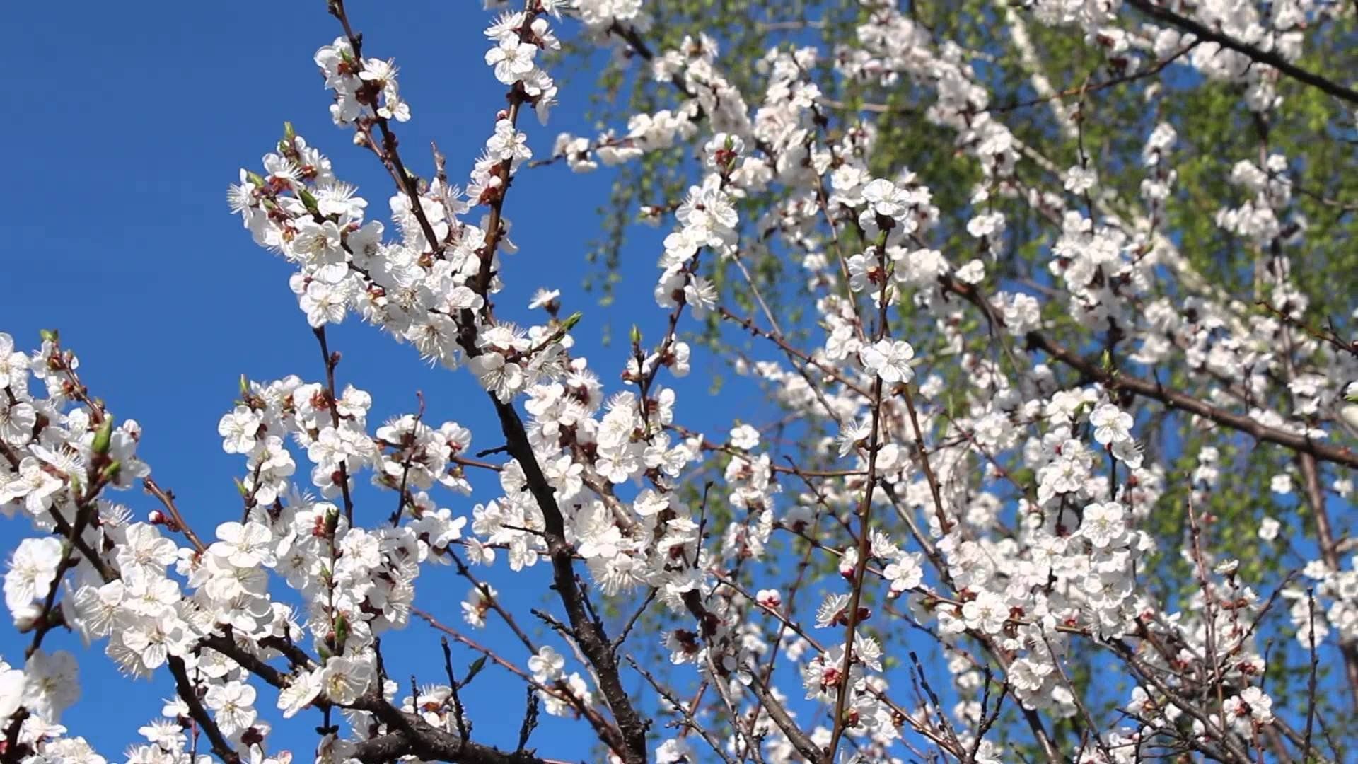 Погода 12 апреля 2019 Украина - прогноз погоды синоптика Погода 12 апреля 2019 Украина - прогноз погоды синоптика