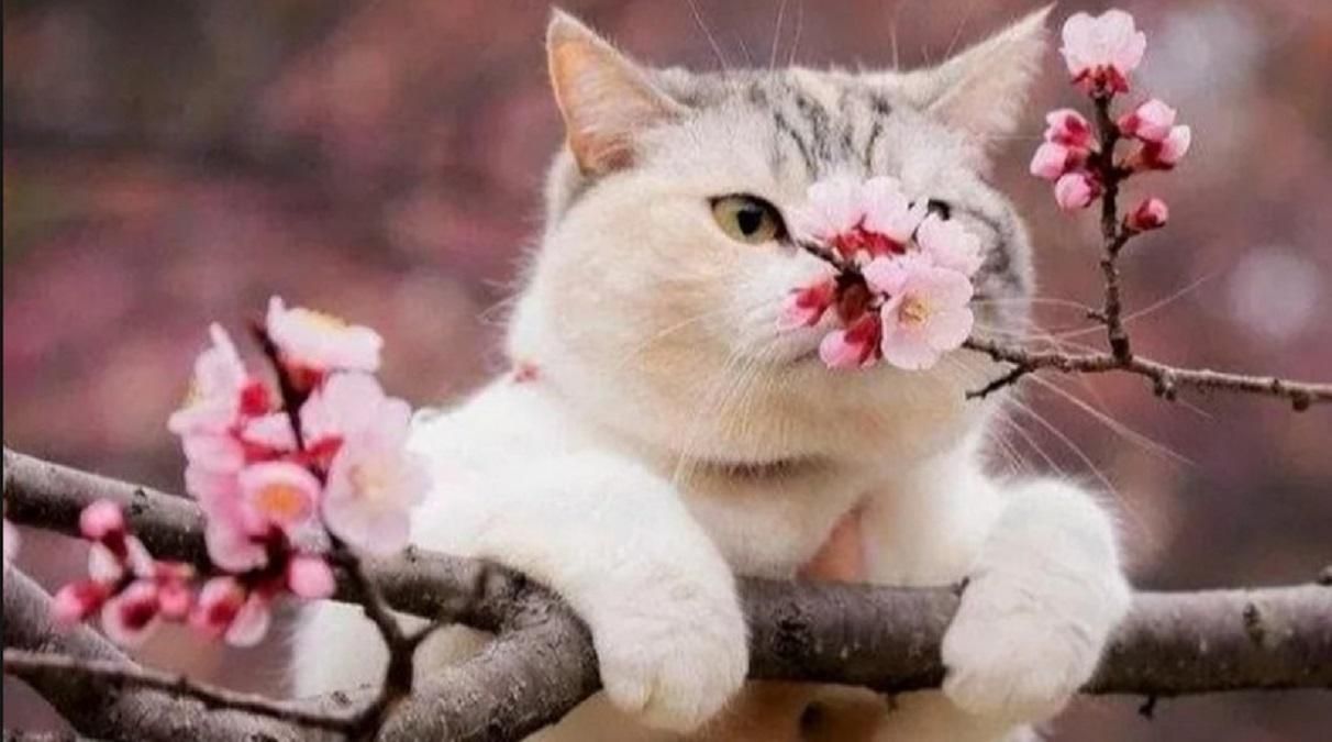 Погода 14 апреля 2019 Украина - какую погоду обещают синоптики Погода 14 апреля 2019 Украина - какую погоду обещают синоптики