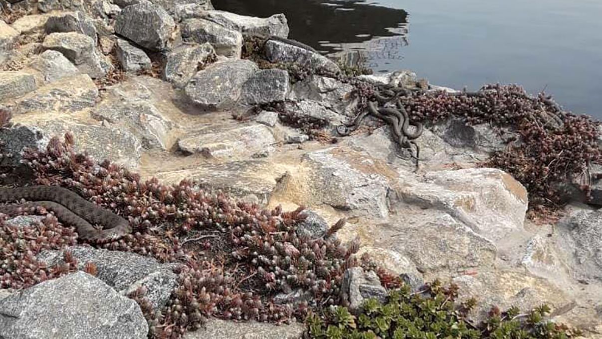 Змії заполонили відкриту територію ресторану у центрі Дніпра Змії заполонили відкриту територію ресторану у центрі Дніпра