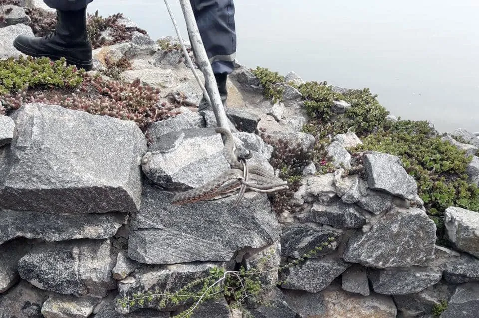 Змії, Дніпро, плазуни, ДСНС, тварини Змії, Дніпро, плазуни, ДСНС, тварини