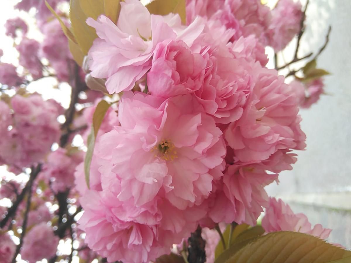 В Ужгороді зацвіла сакура: неймовірні фото весняного міста