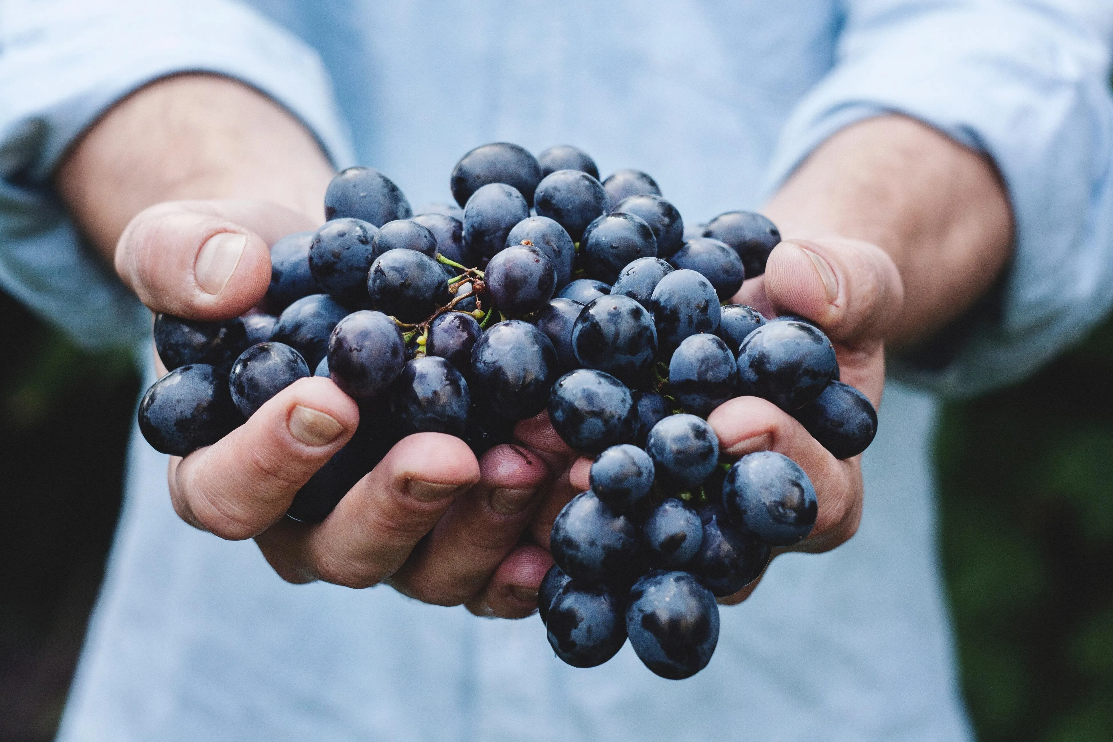 Темні сорти винограду зменшують запалення