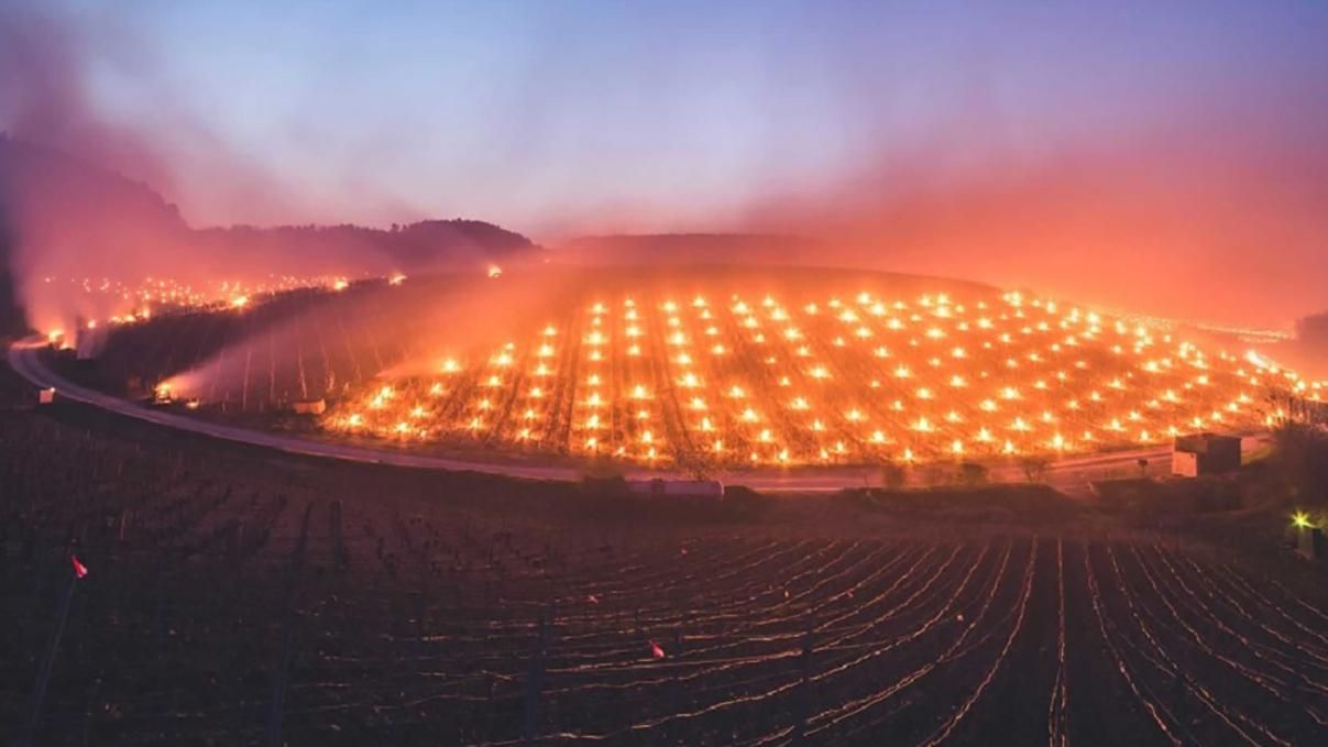 Во Франции необычным способом защищают виноградники от заморозков: впечатляющие фото Во Франции необычным способом защищают виноградники от заморозков: впечатляющие фото