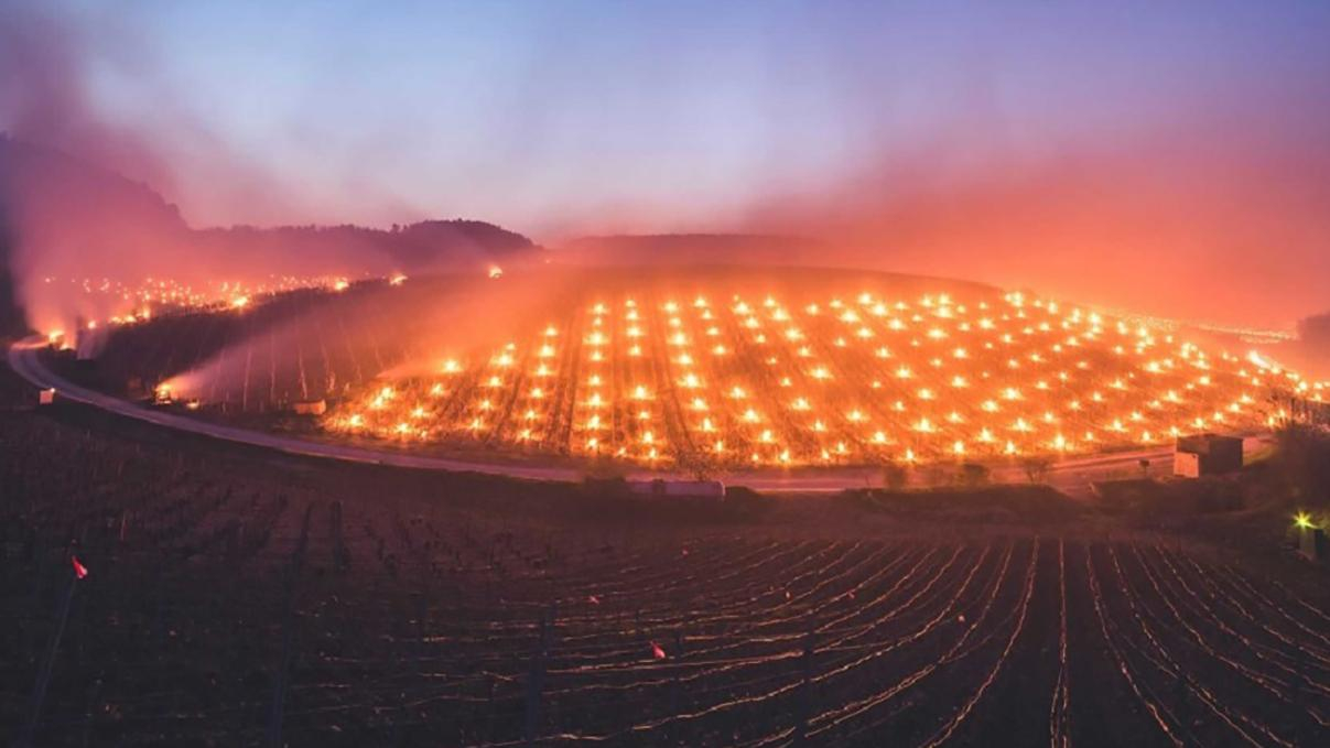 Во Франции необычным способом защищают виноградники от заморозков: впечатляющие фото