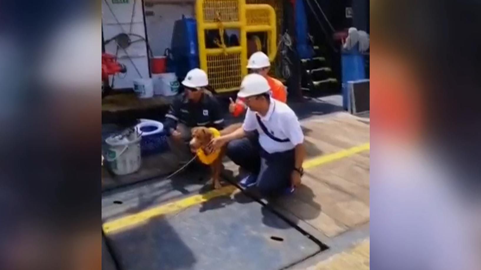 У Таїланді врятували собаку, який був за 220 кілометрів від берега: дивовижне відео У Таїланді врятували собаку, який був за 220 кілометрів від берега: дивовижне відео