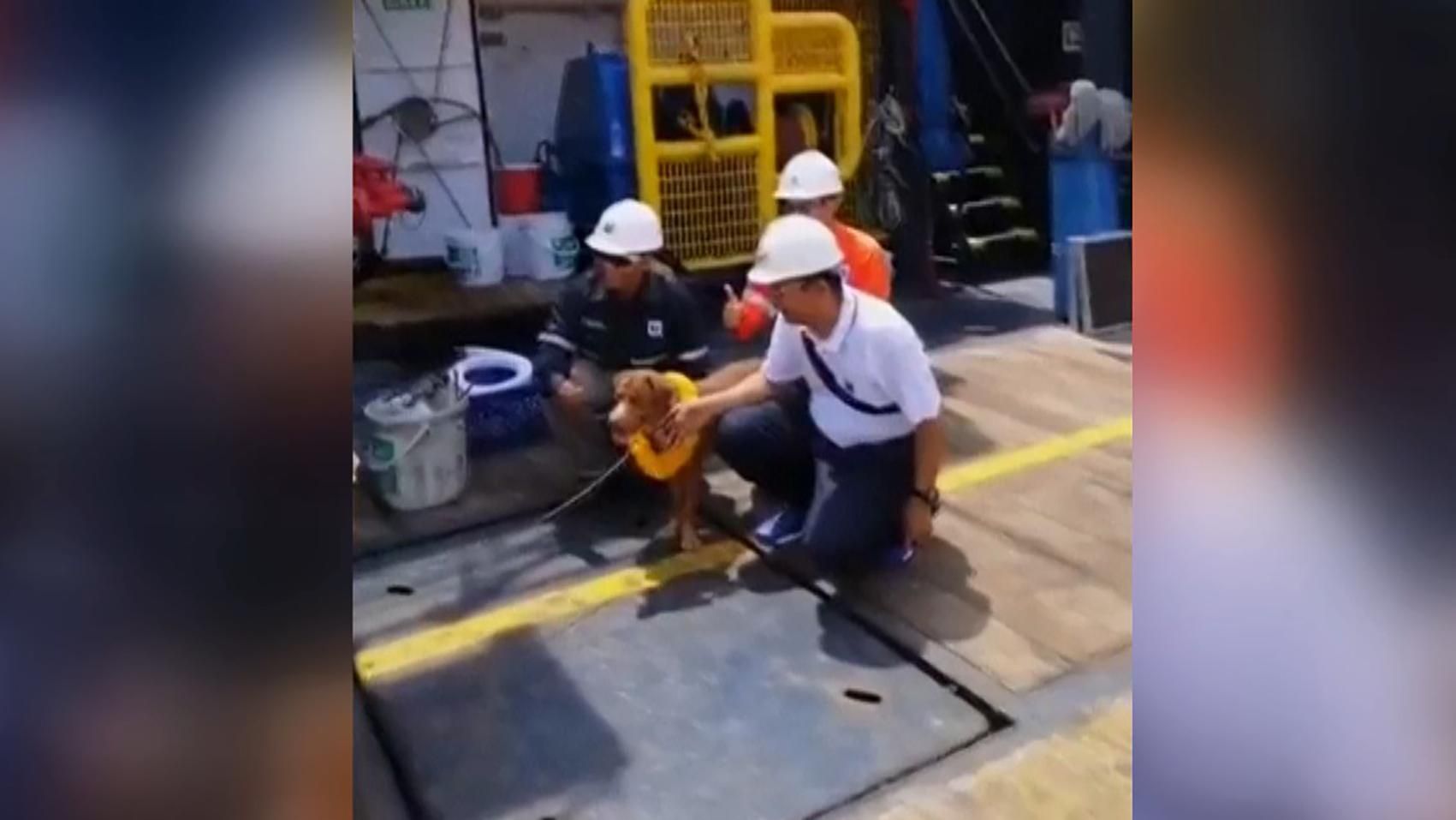 В Таиланде спасли собаку, которая была в 220 километрах от берега: удивительное видео