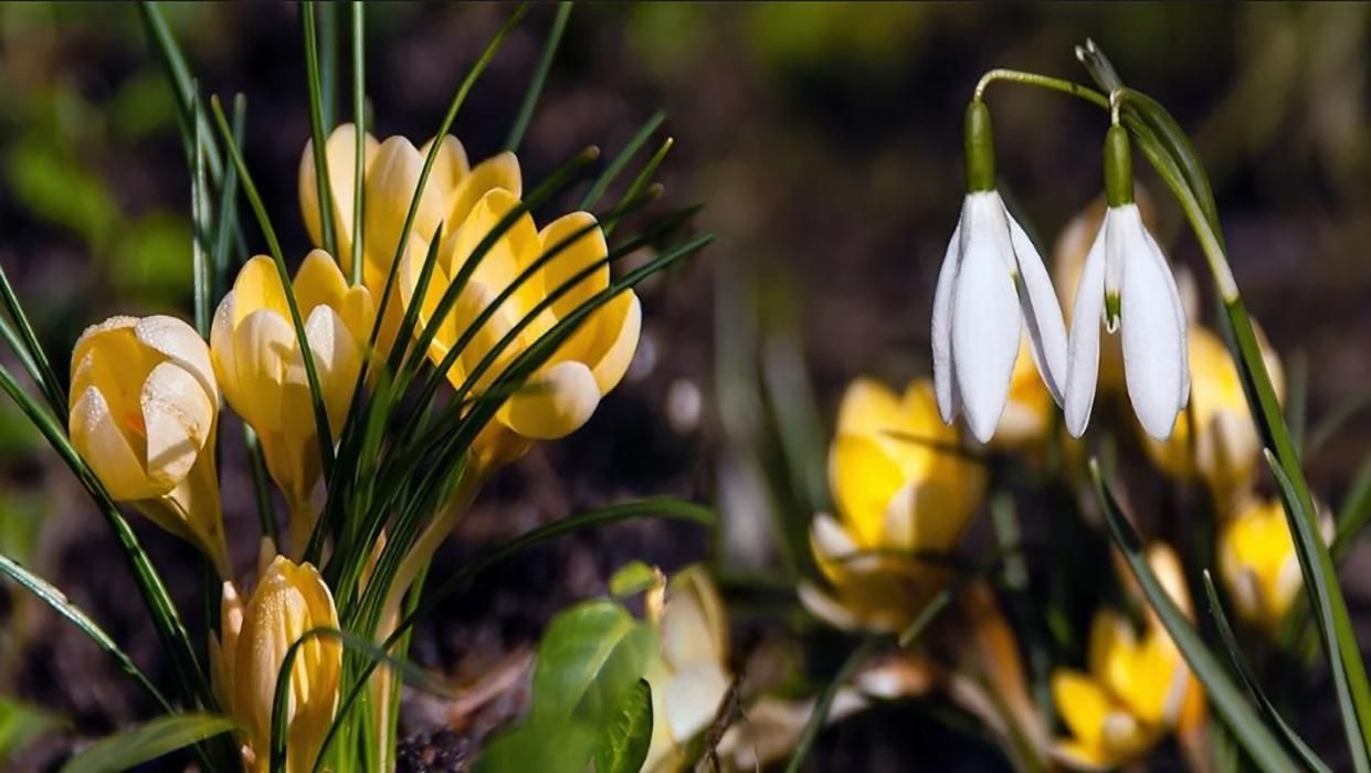 Погода 19 квітня 2019 Україна - весна, але подекуди заморозки Погода 19 квітня 2019 Україна - весна, але подекуди заморозки