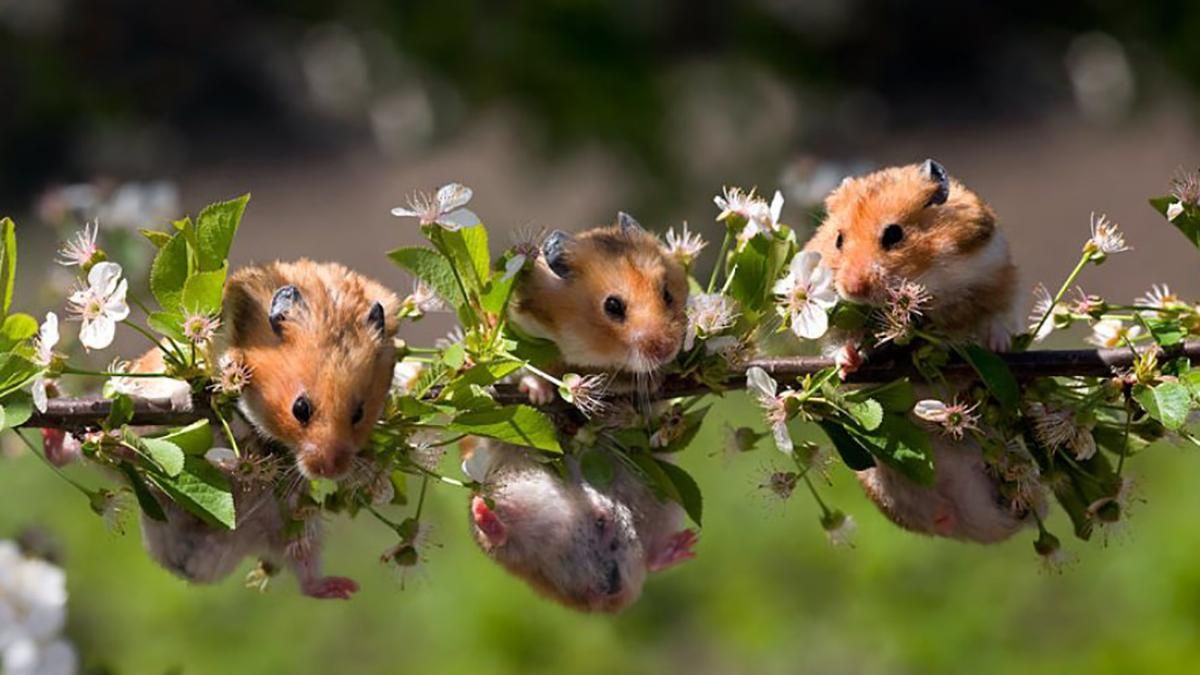 Погода 20 квітня 2019 Україна - що обіцяє синоптик 20.04.2019 Погода 20 квітня 2019 Україна - що обіцяє синоптик 20.04.2019