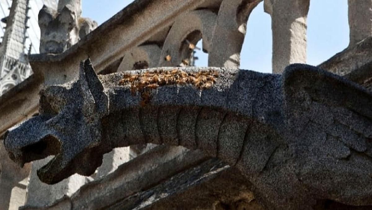 Пчелы, которые жили в Нотр-Даме, выжили во время пожара Пчелы, которые жили в Нотр-Даме, выжили во время пожара