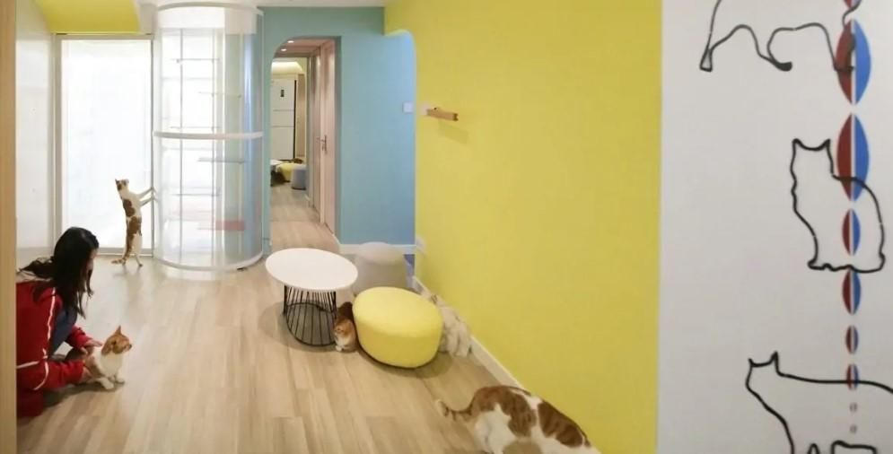 Как выглядит квартира, где живут 40 кошек и 2 собаки Как выглядит квартира, где живут 40 кошек и 2 собаки