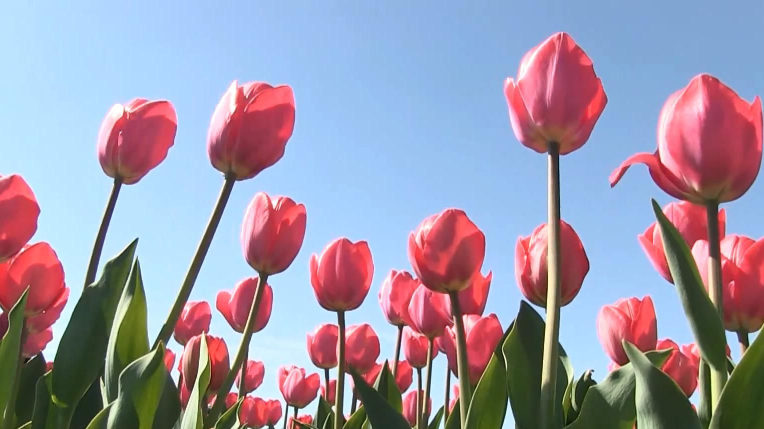 Розкішне поле тюльпанів розквітло на Херсонщині: дивовижні фото та відео