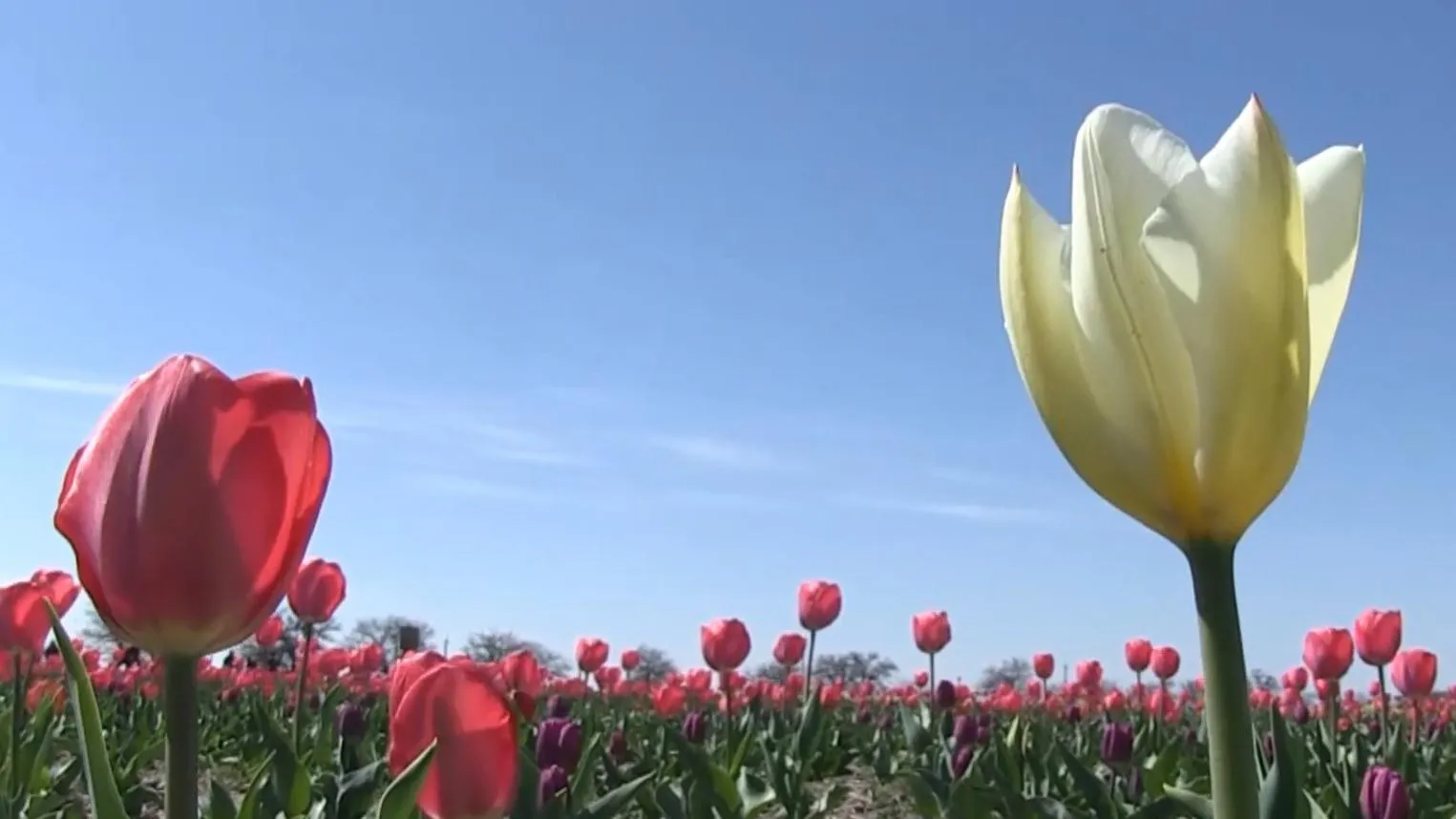 мініГолландій Херсон тюльпани