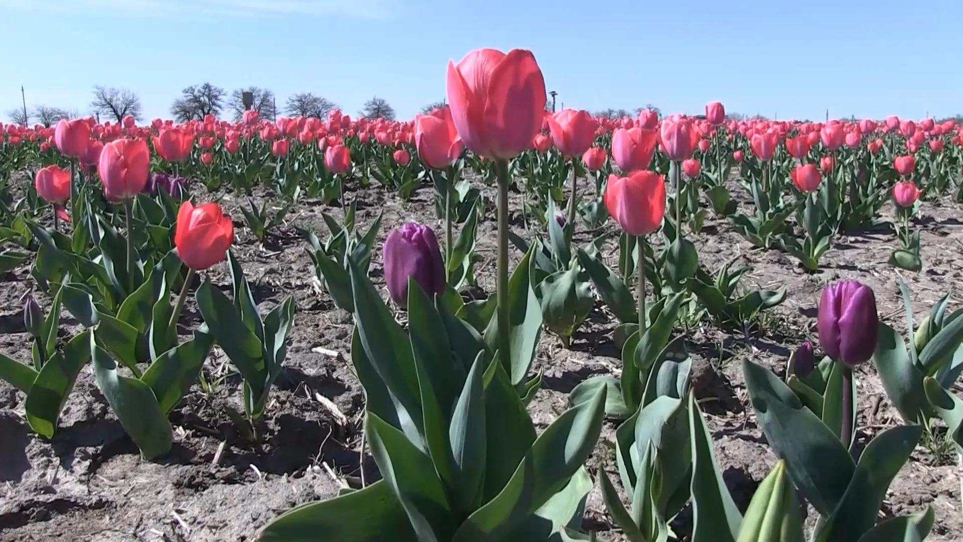 мініГолландій Херсон тюльпани