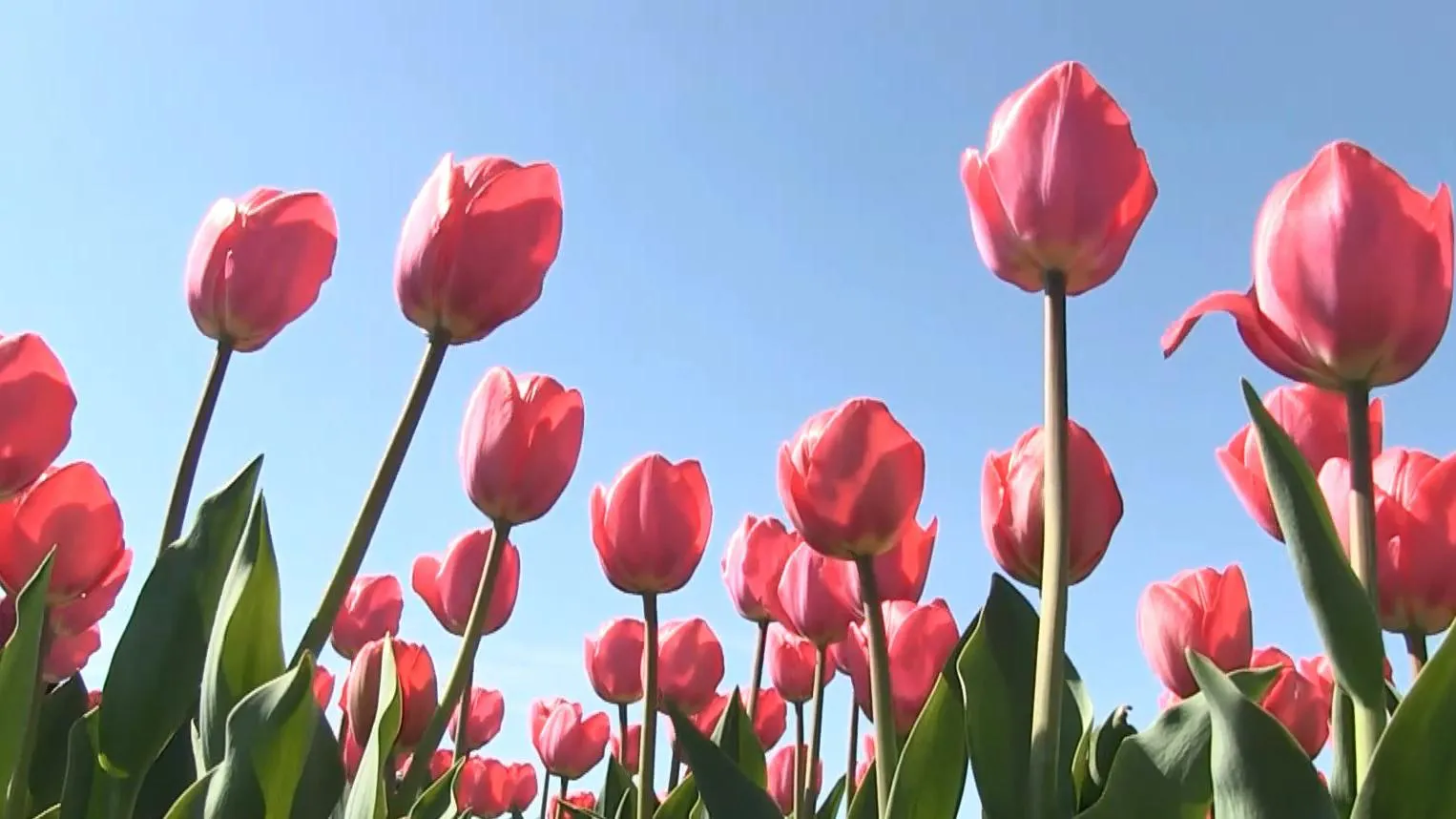 мініГолландій Херсон тюльпани