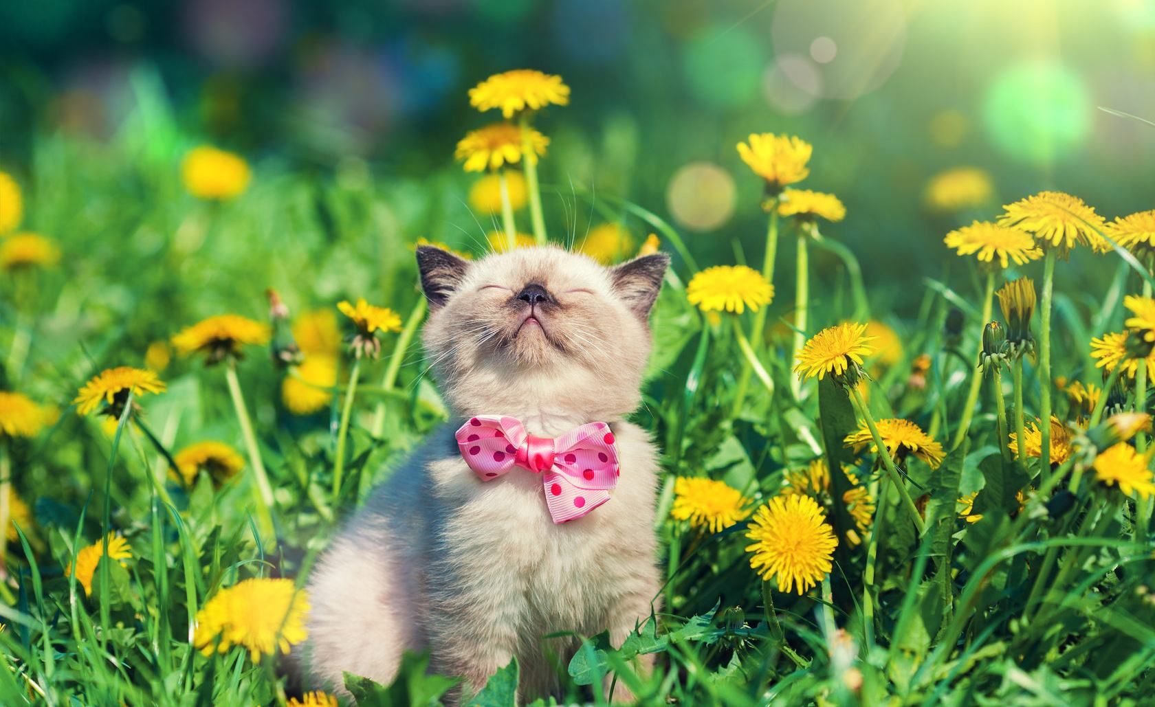 Погода 25 квітня 2019 Україна - синоптик обіцяє спеку і дощі Погода 25 квітня 2019 Україна - синоптик обіцяє спеку і дощі