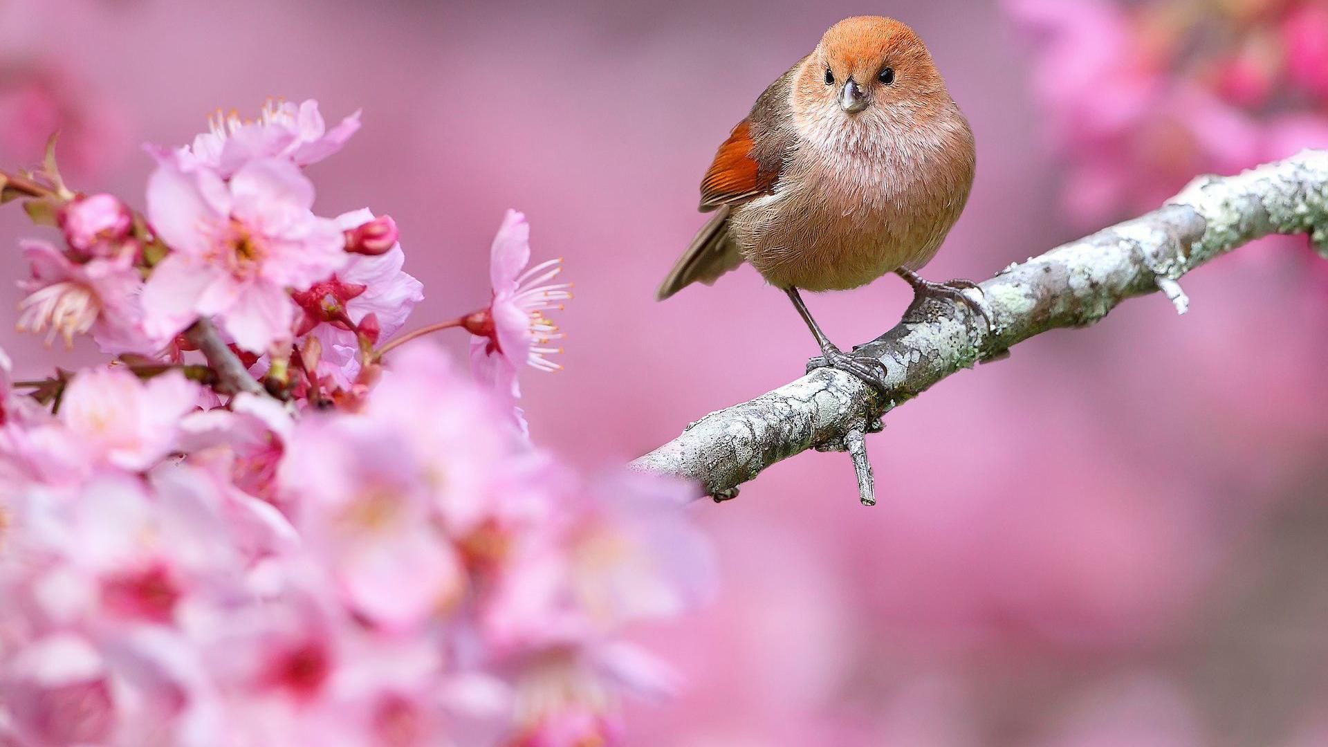 Прогноз погоди 1 травня 2019 Україна - прогноз синоптика Прогноз погоди 1 травня 2019 Україна - прогноз синоптика