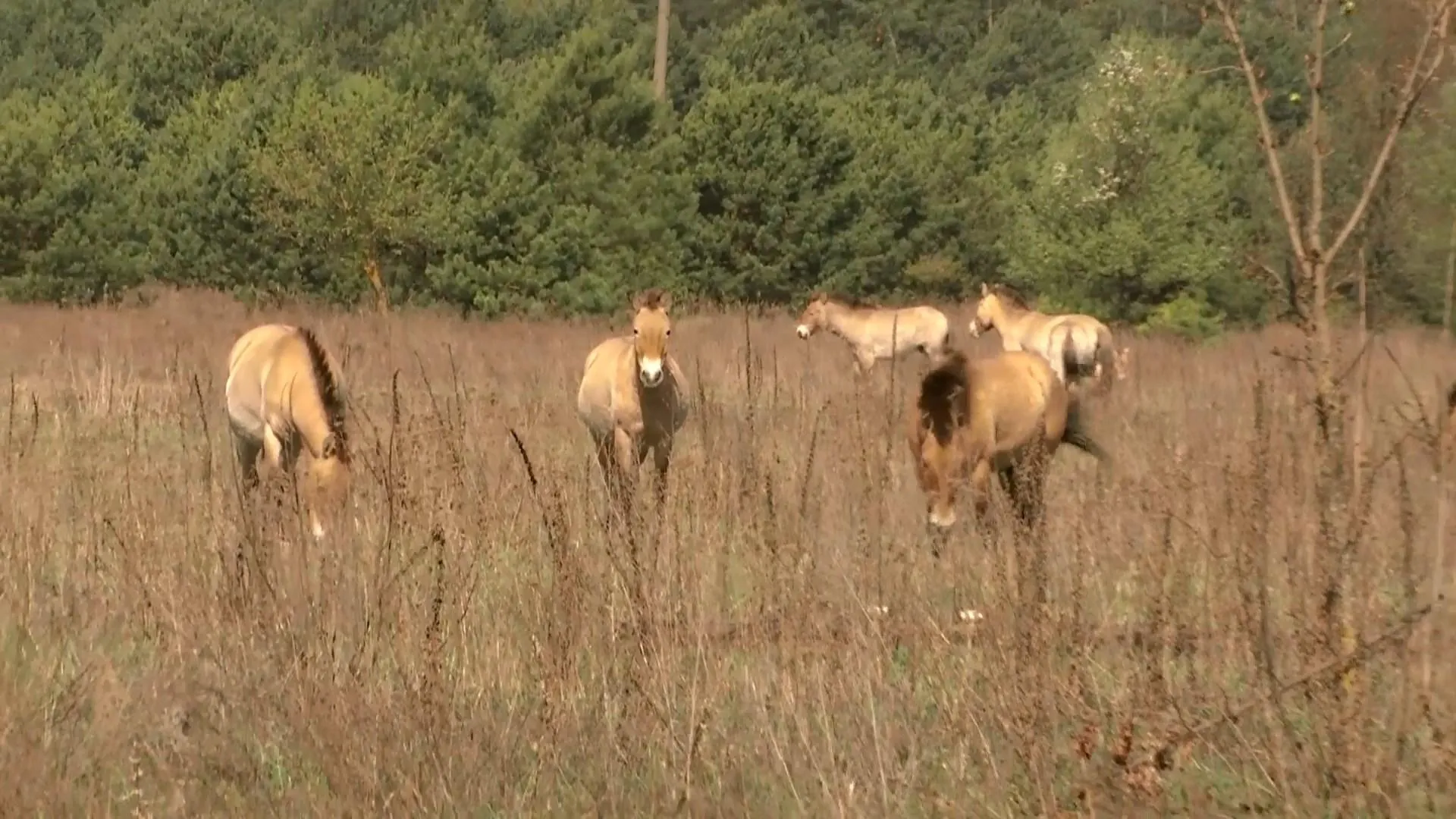 Чорнобиль Чорнобиль