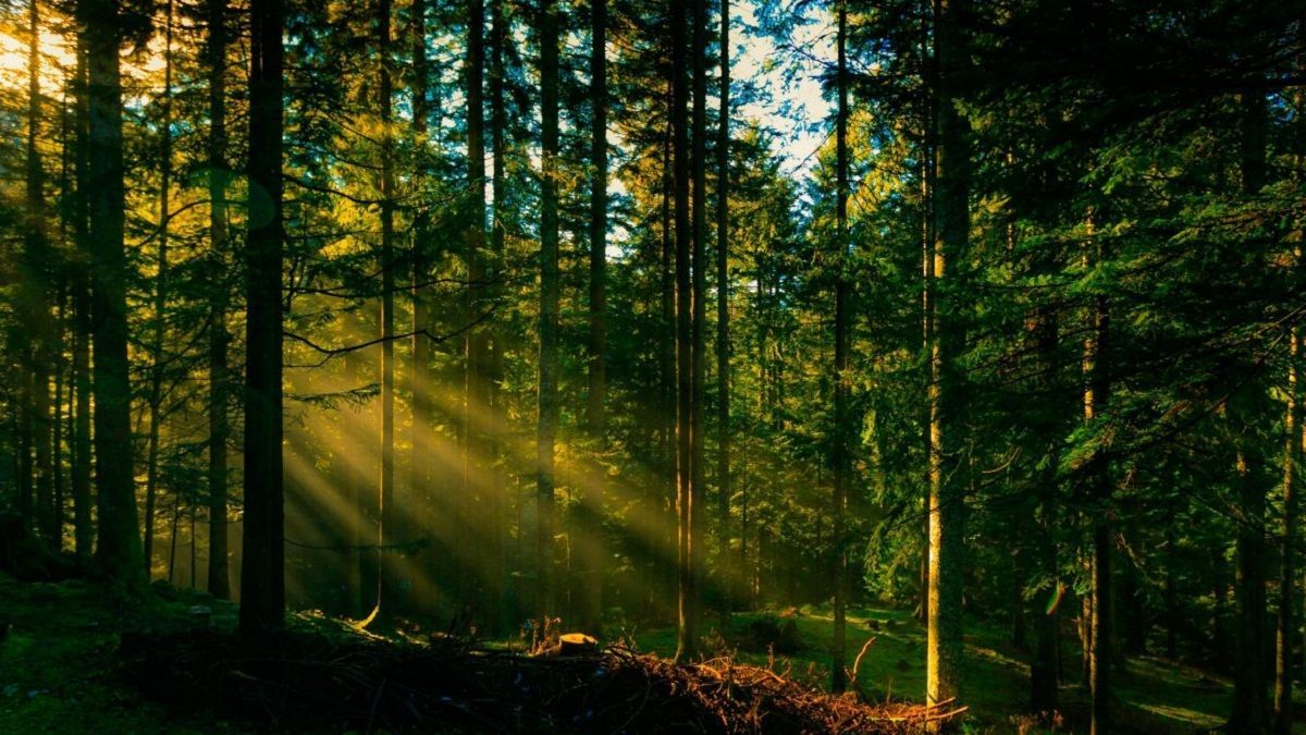 В Украине с целью восстановления высадили 24 тысячи гектаров леса