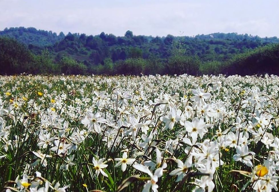 Долина нарциссов в закарпатье фото