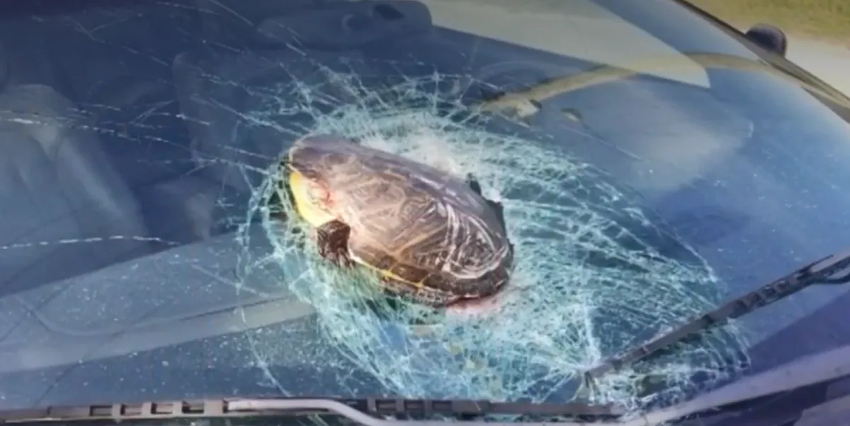 сша черепаха сша черепаха