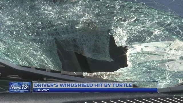 сша черепаха автомобіль скло сша черепаха автомобіль скло