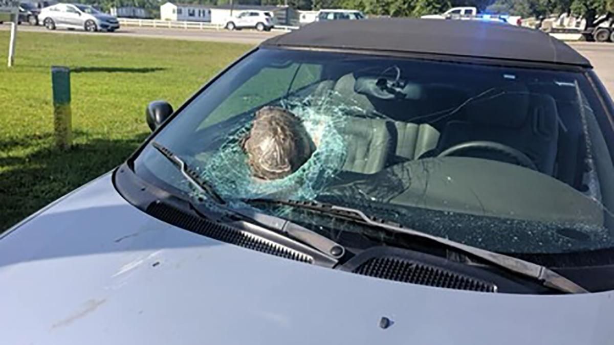 Черепаха на большой скорости пробила лобовое стекло автомобиля: фото