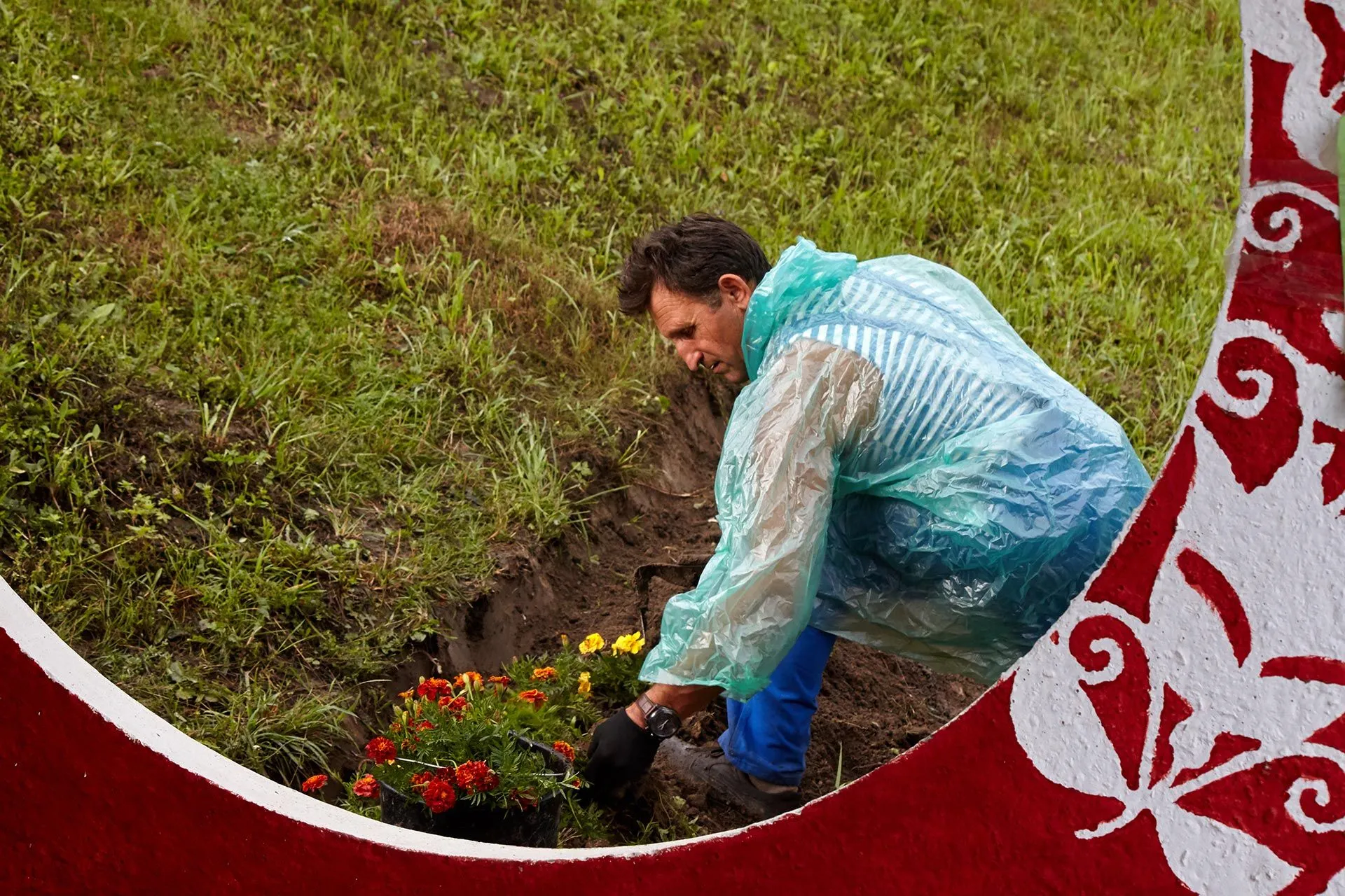 Соняшний Чорнобривець заквітчує Україну Соняшний Чорнобривець заквітчує Україну