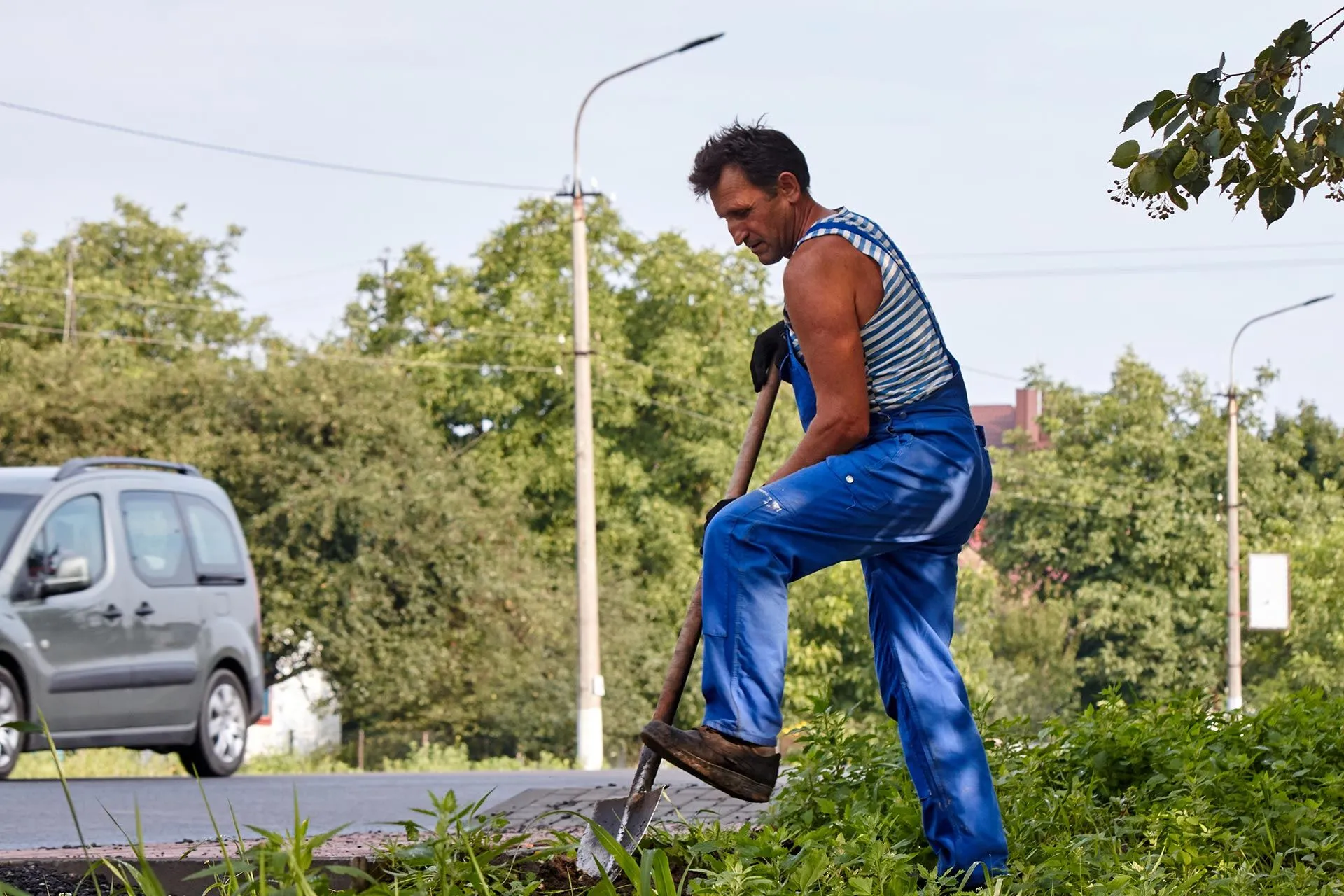 Соняшний Чорнобривець заквітчує Україну Соняшний Чорнобривець заквітчує Україну