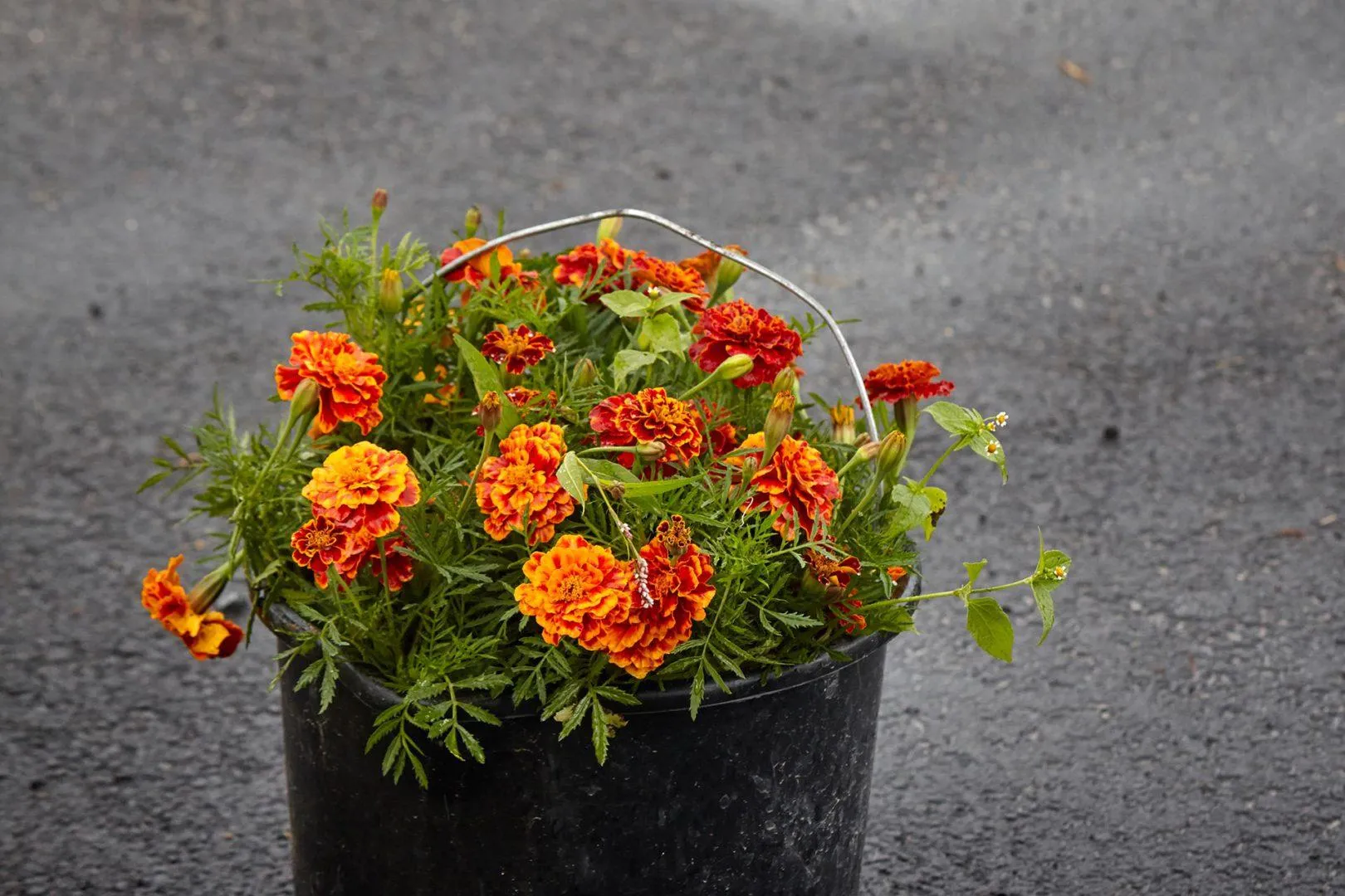 Соняшний Чорнобривець заквітчує Україну Соняшний Чорнобривець заквітчує Україну